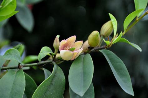 含笑花 種植